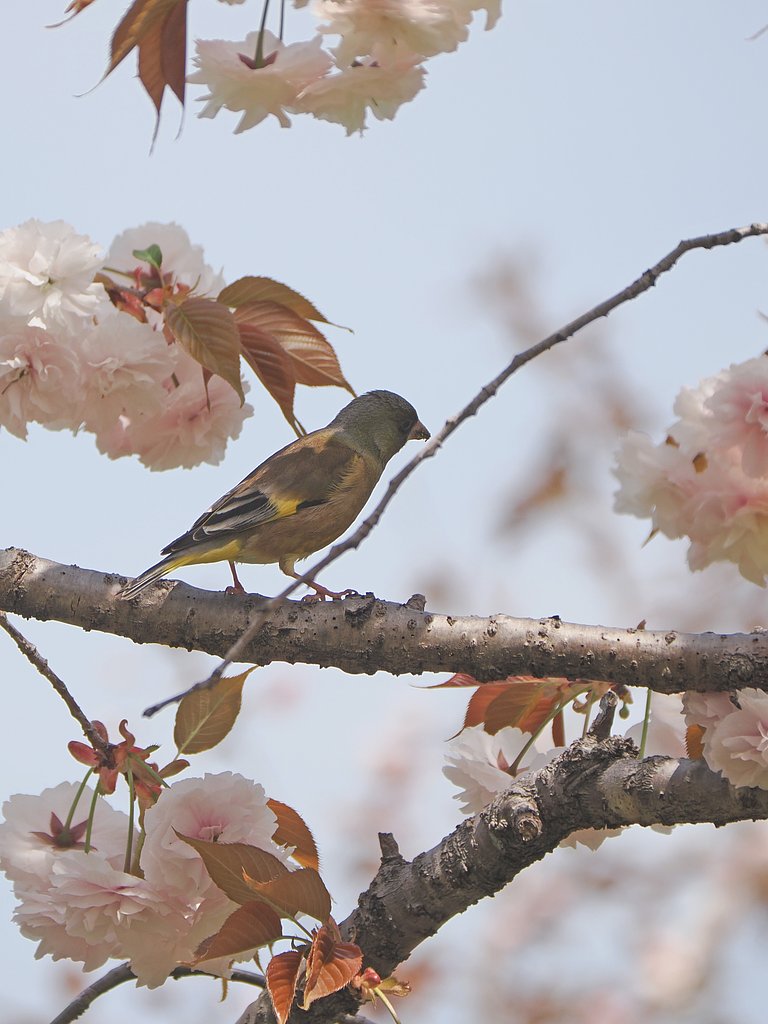 カワラヒワ？