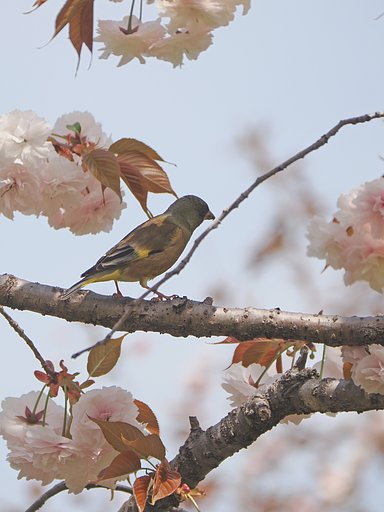 カワラヒワ？