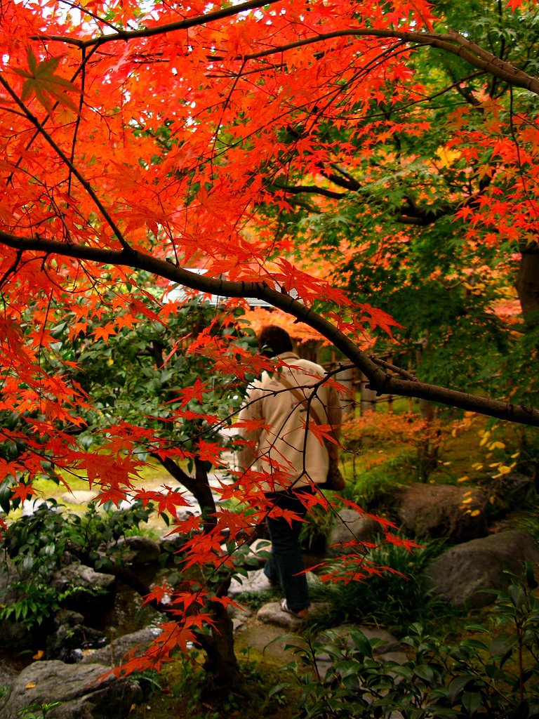紅葉散策