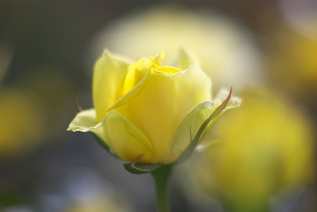 秋薔薇　テーマは光だったんだけど。。