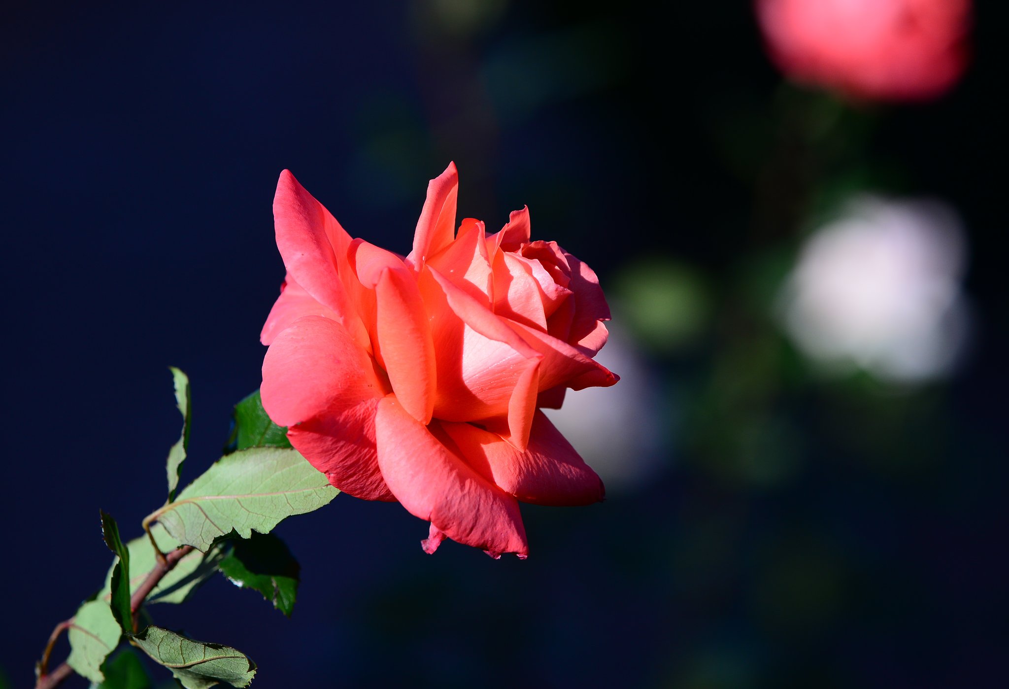 薔薇