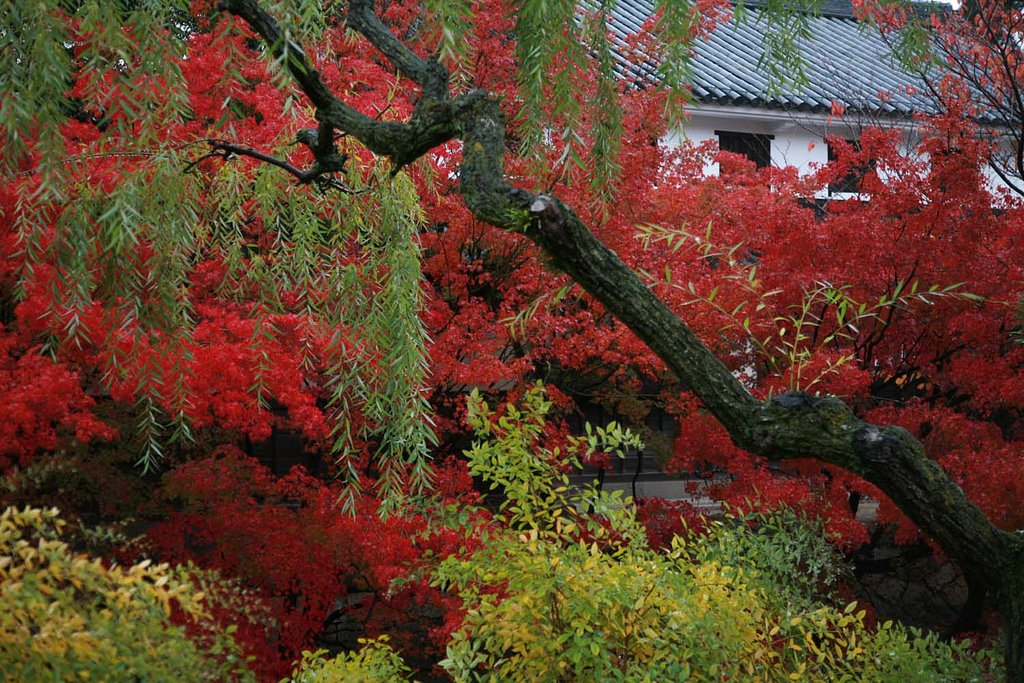 紅葉の倉敷