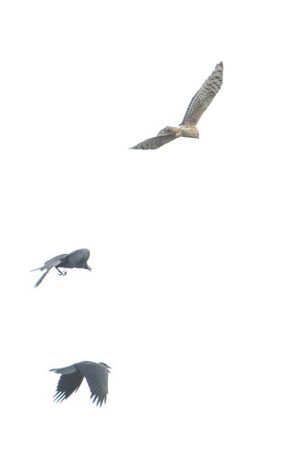 初見の鳥　ハイイロチュウヒ