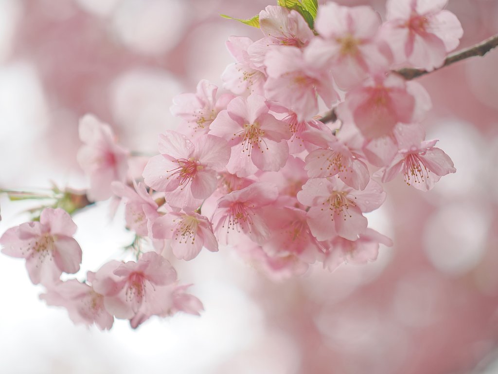 ガラスの花その１