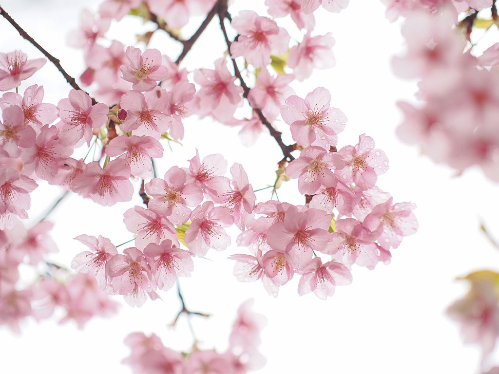 ガラスの花その２