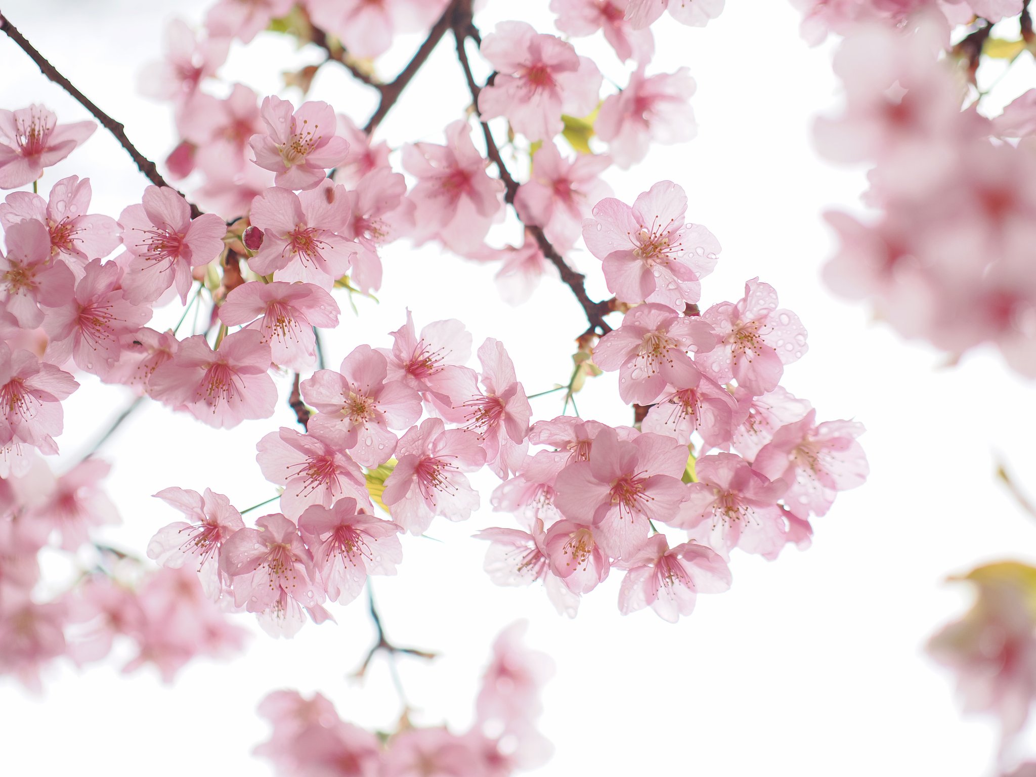 ガラスの花その２
