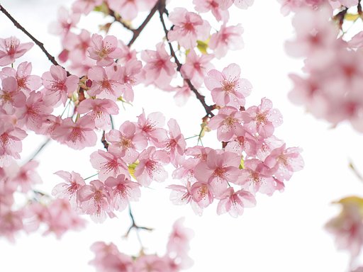 ガラスの花その２