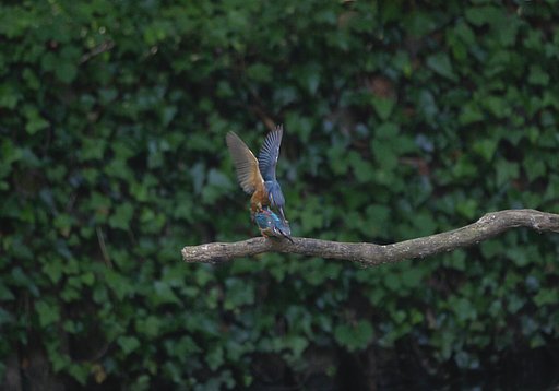 カワセミ