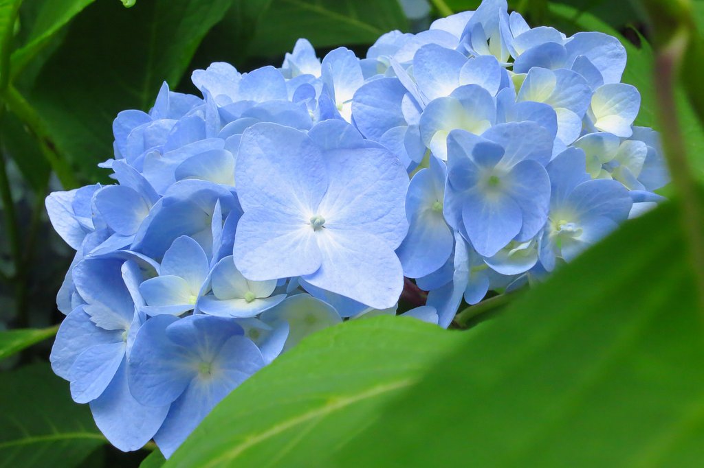 Pale Blue