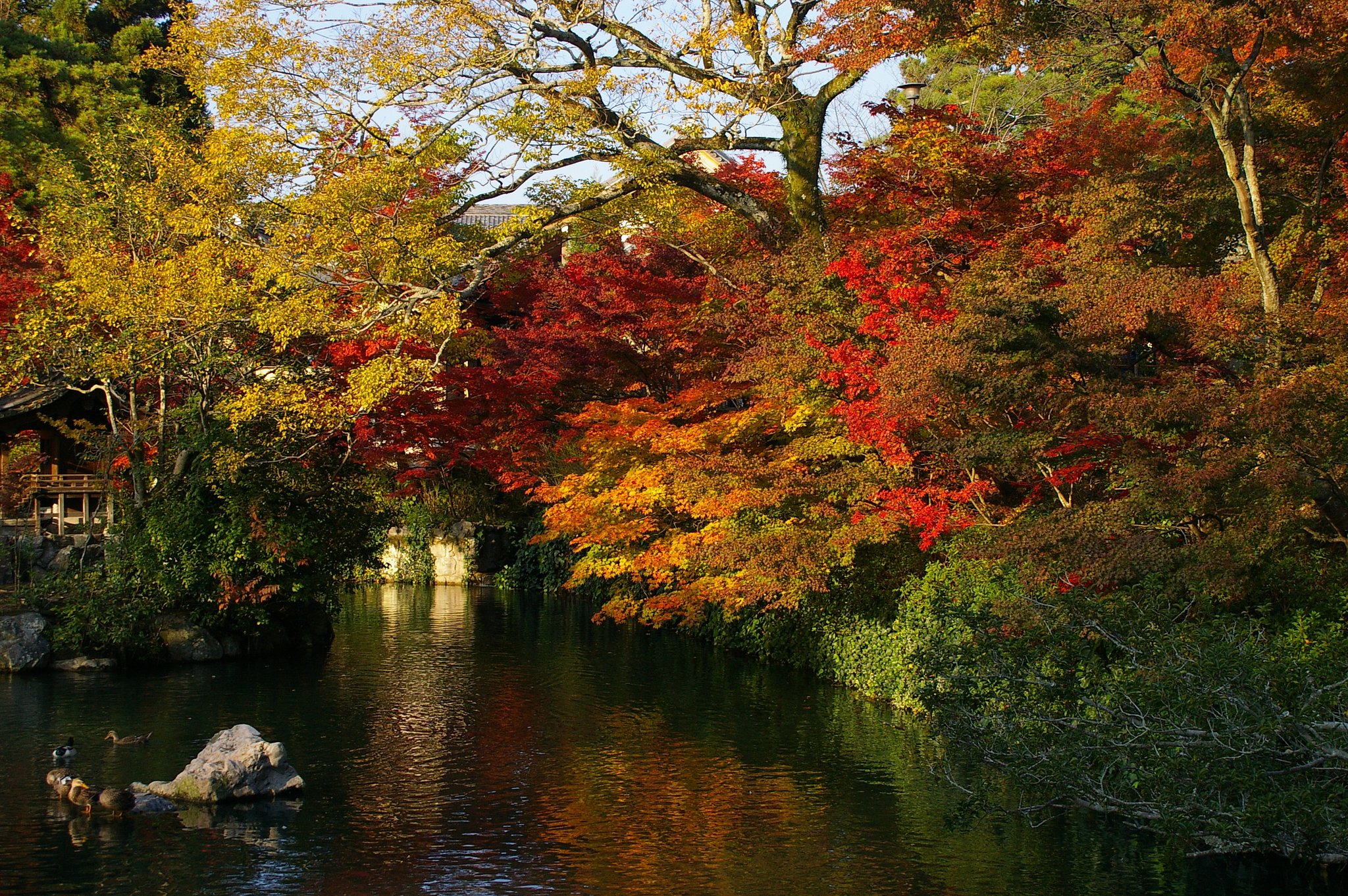 永観堂の紅葉