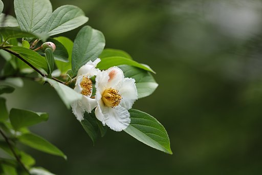 沙羅双樹の花