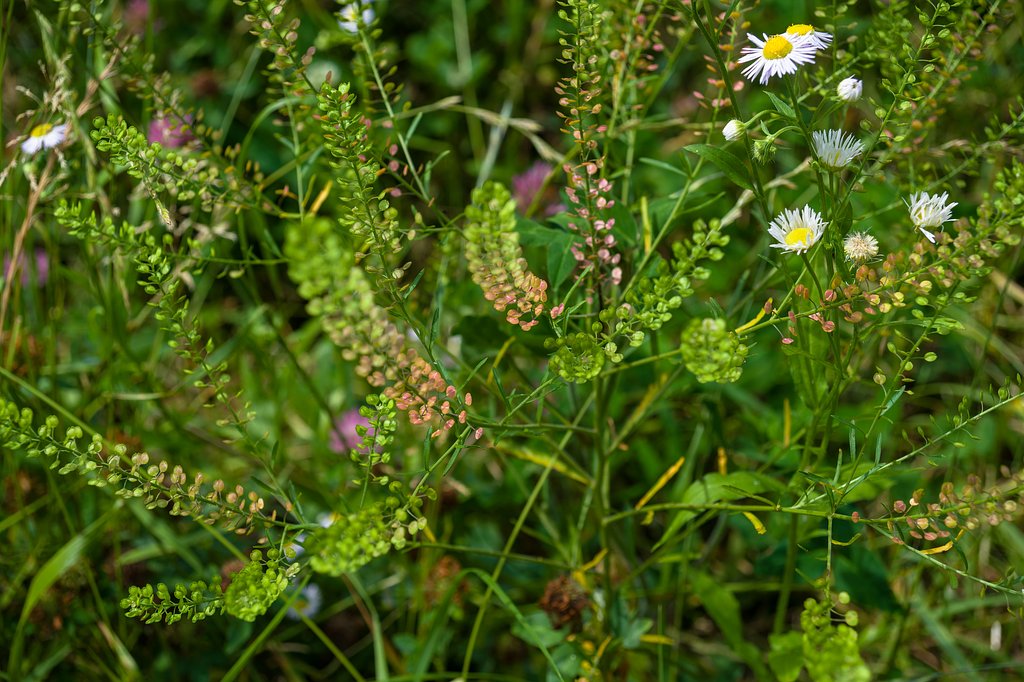 雑草のアレンジメント