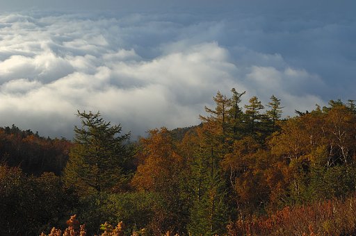 雲の上の紅葉