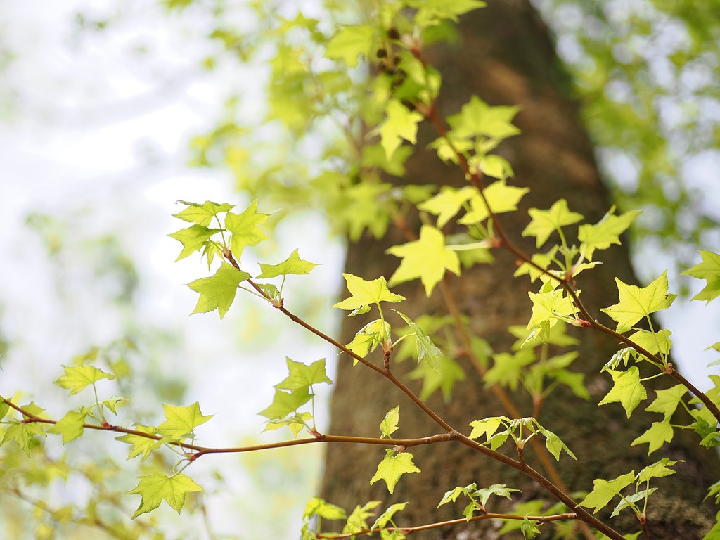 Let it green