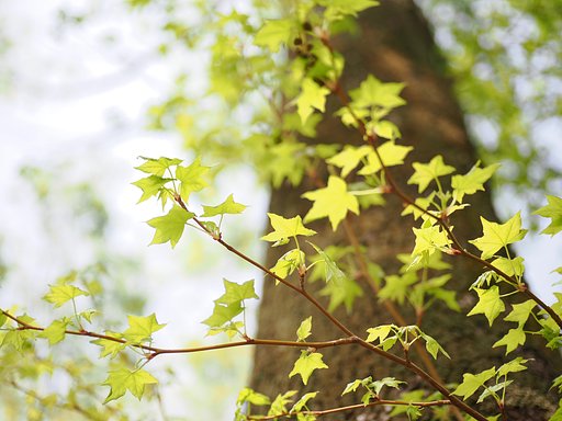 Let it green