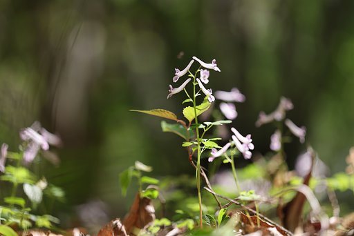 飛んでる？ 泳いでる？