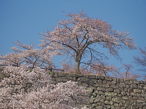 いにしえの春を思う〜白河小峰城〜４