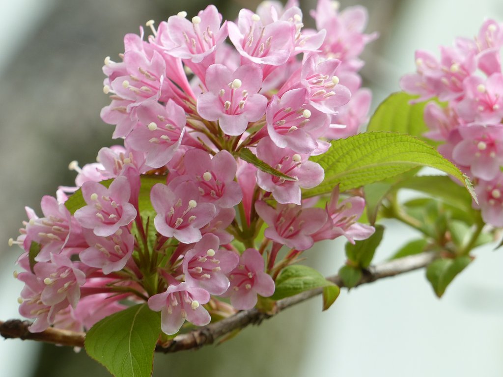 桜の一種かな？