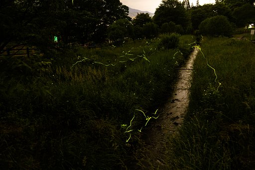 水路に舞う命