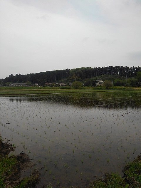 水が張られ始めた田んぼ