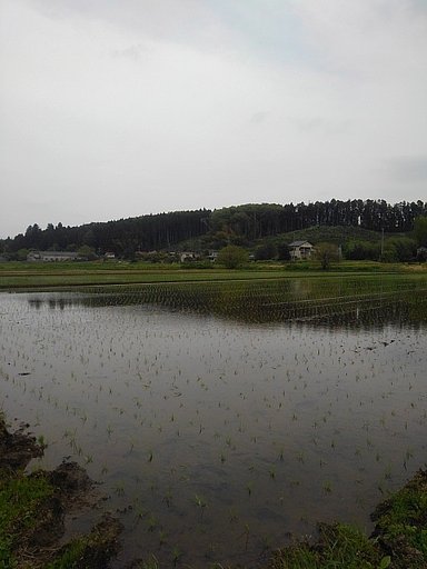 水が張られ始めた田んぼ