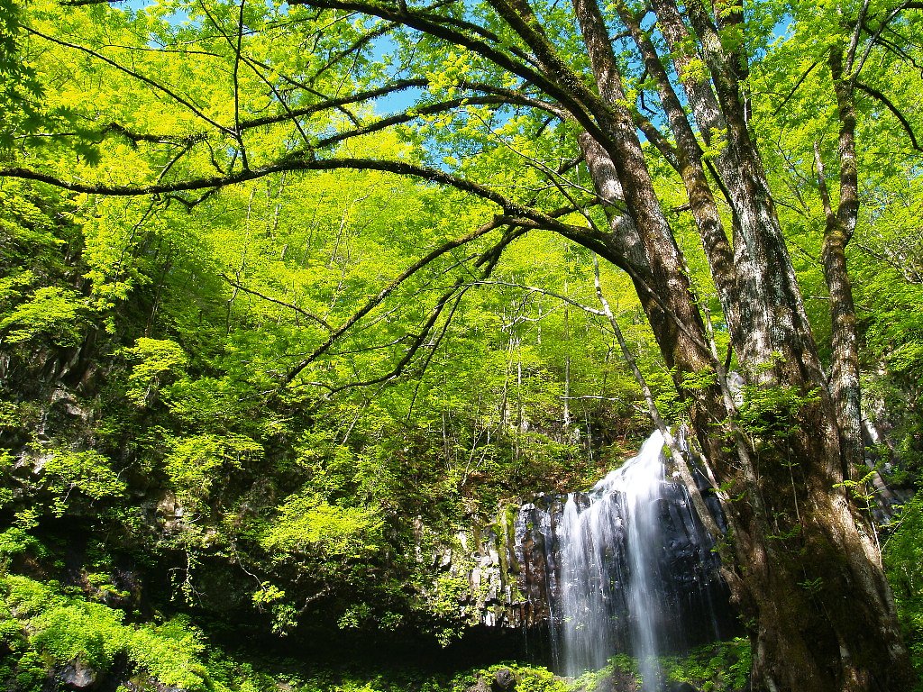 新緑に落ちる