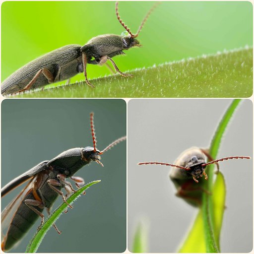 アカヒゲヒラタコメツキ