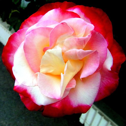 床屋さんの玄関のバラの花　３