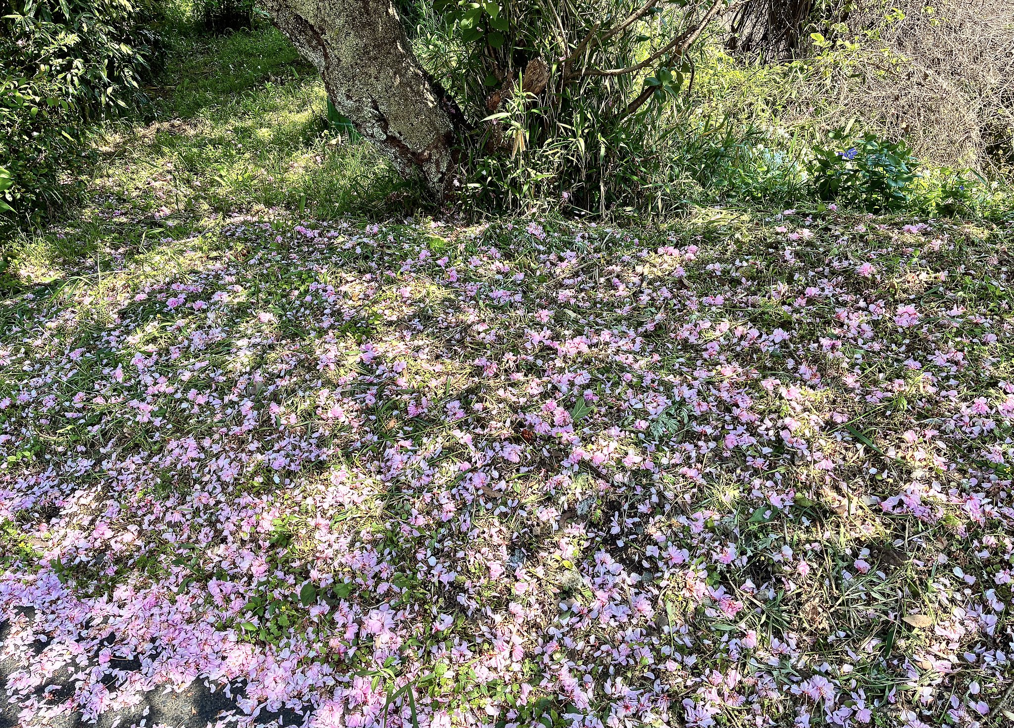 牡丹桜ー落葉