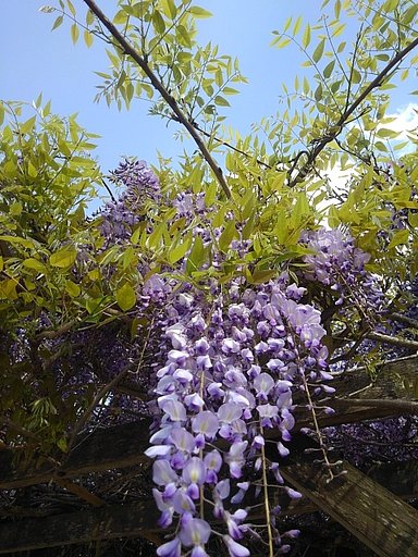 長峰公園の藤の花