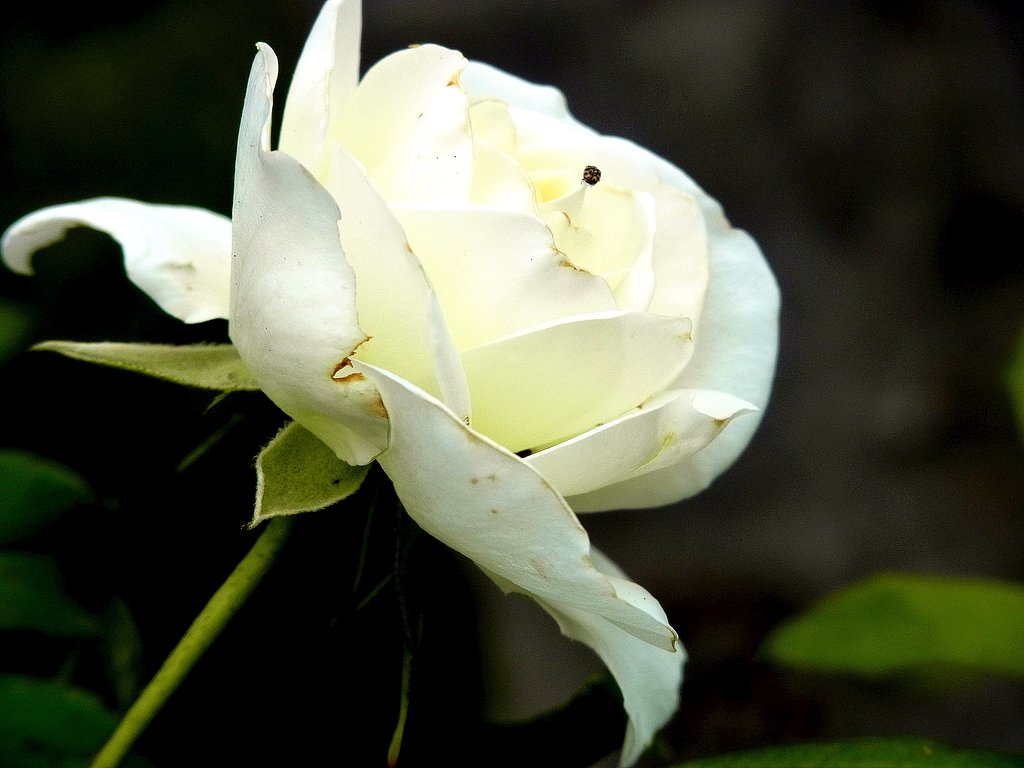 床屋さんの玄関のバラの花　5