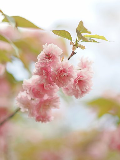 八重の桜６