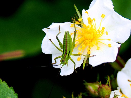 花の中の虫は？