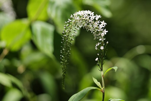 真横からの虎の尾