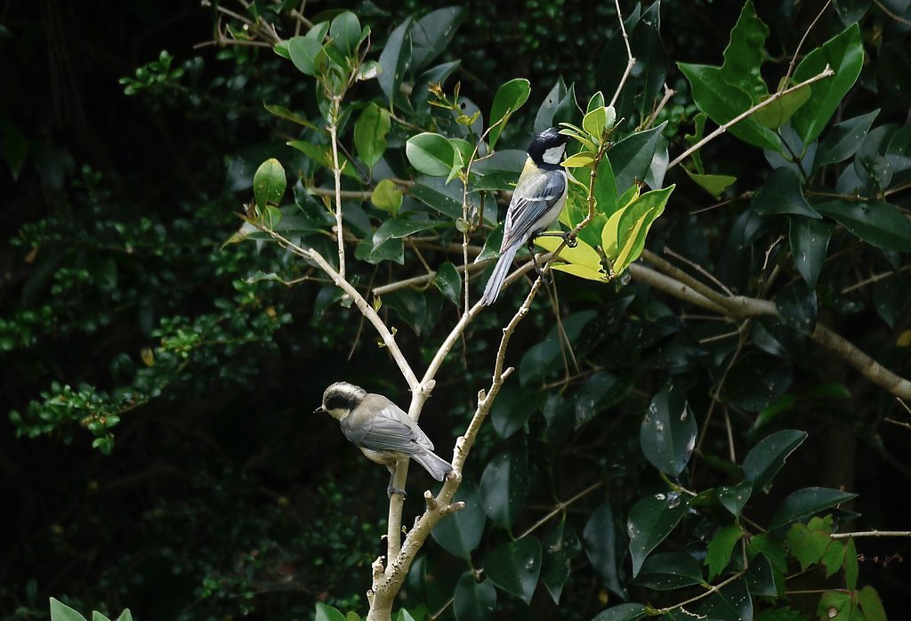 シジュウカラ＆幼鳥