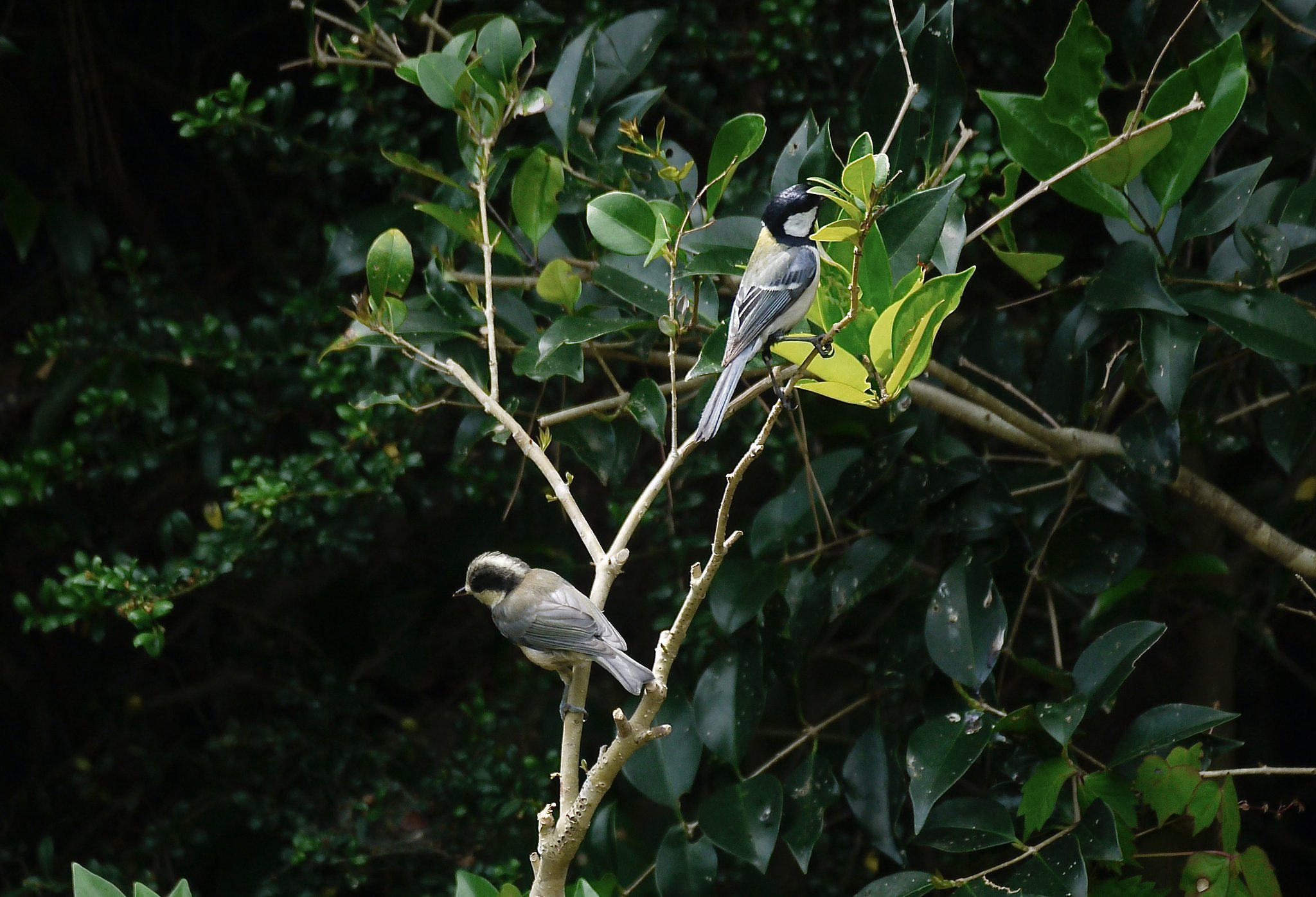 シジュウカラ＆幼鳥