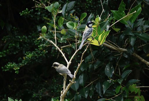 シジュウカラ＆幼鳥