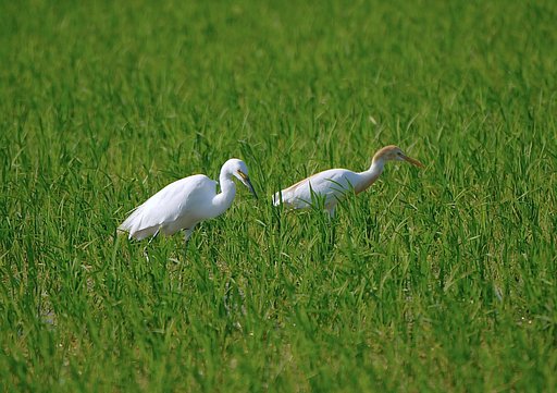 コサギ＆アマサギ