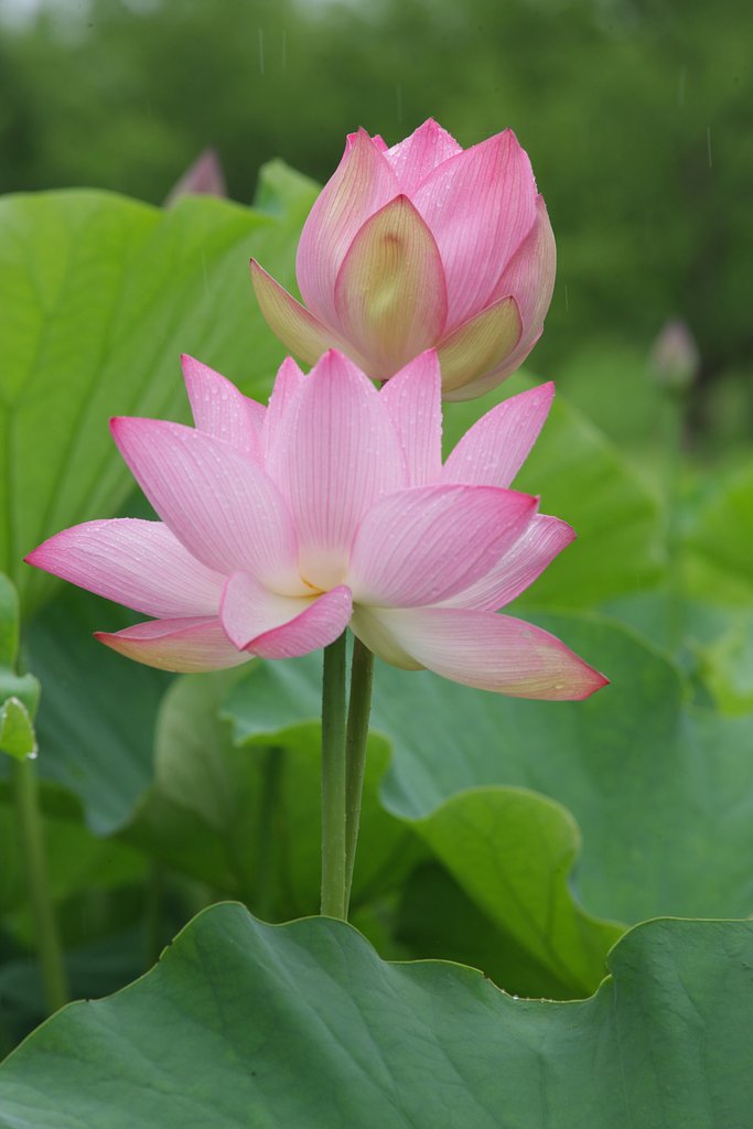 蓮の花