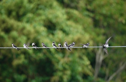 アマツバメ