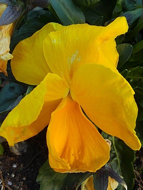 駅の花壇の黄色いパンジーの花（1/12に撮影）