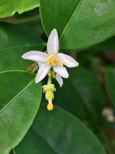 キンカンの花