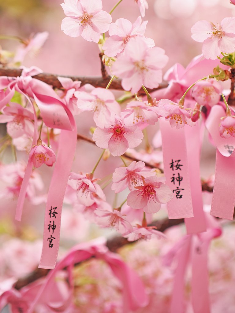 桜神宮ーその１