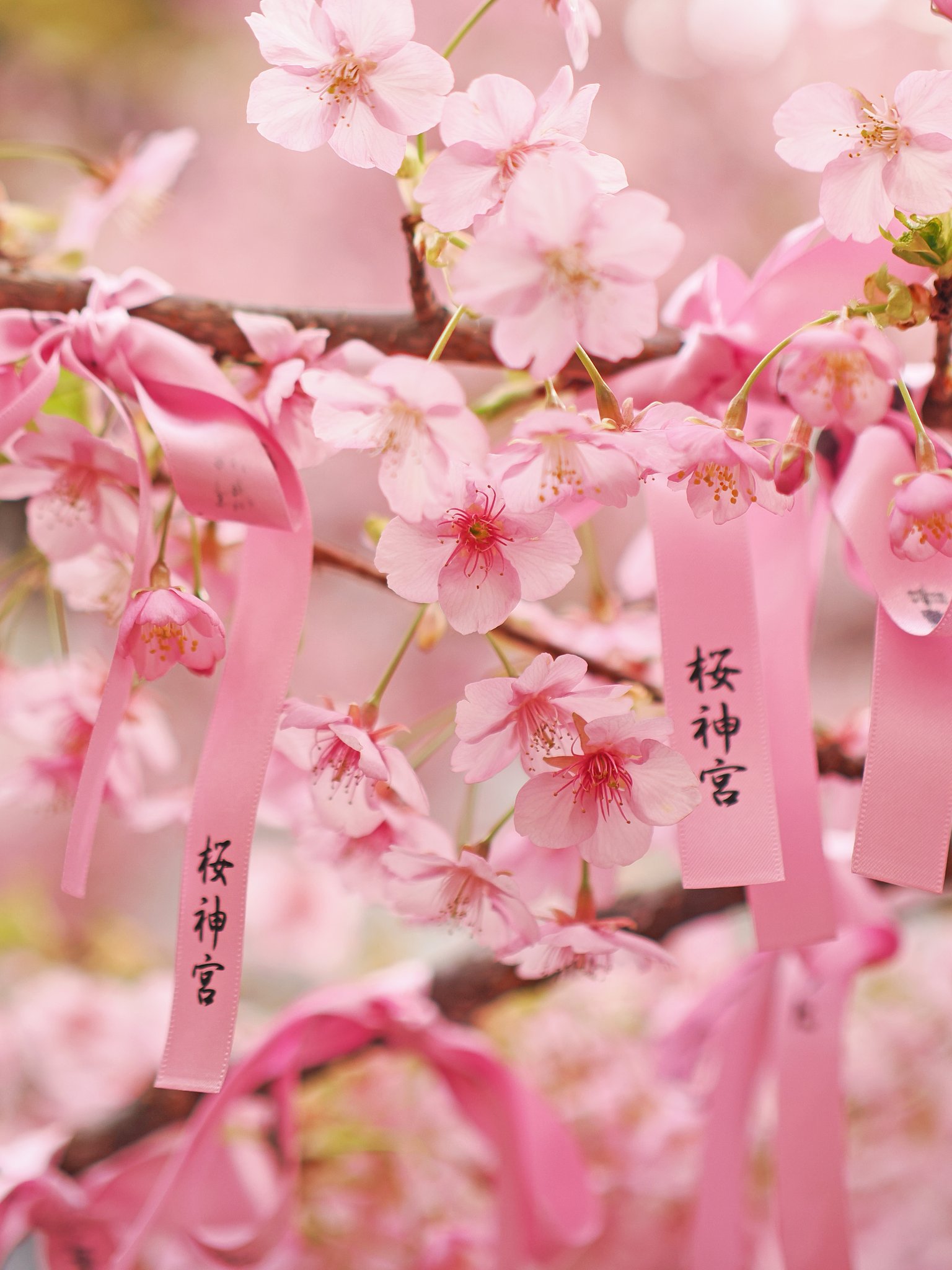 桜神宮ーその１