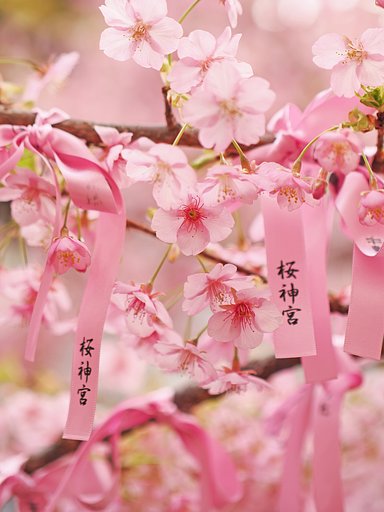 桜神宮ーその１