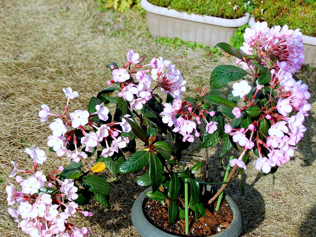 匂い桜