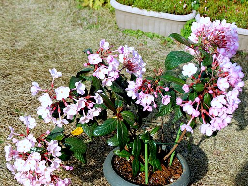 匂い桜
