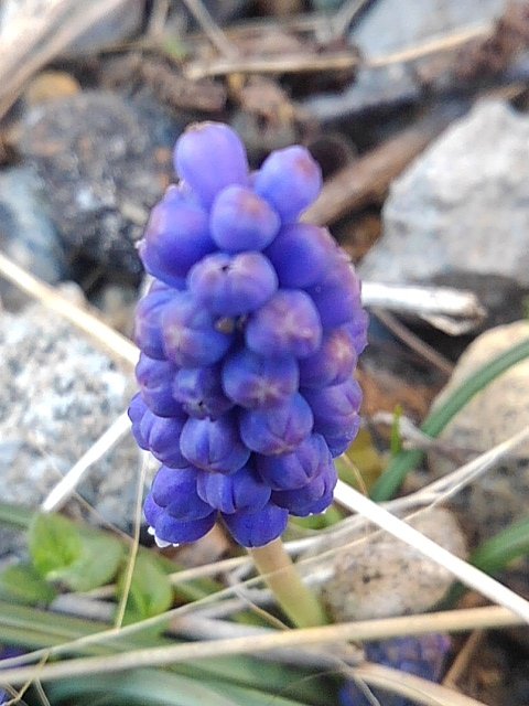 咲き始めた庭のムスカリ