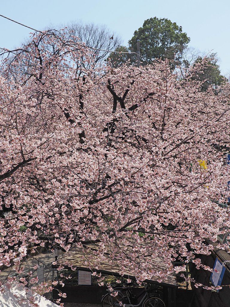 春が滾る