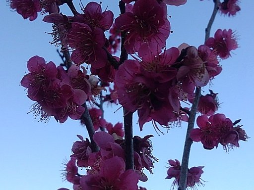 低めの梅の花
